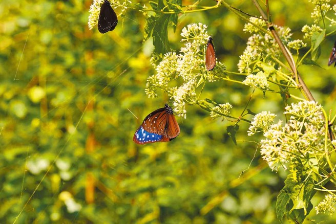 端紫斑蝶为台湾常见4种紫斑蝶，鲜艳的姿态吸引游客驻足拍摄。（图／林雅惠）

