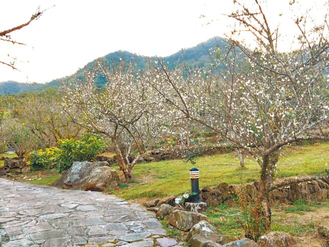 台南市楠西區梅嶺的梅花花況已盛開5、6成，地方認為今年整體花況較往年差。（福來梅子雞餐廳提供／程炳璋台南傳真）