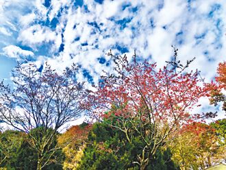 粉紅棉花糖開了 上山投櫻花一票