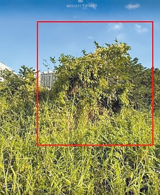 小花蔓澤蘭侵新店公園 市府清除