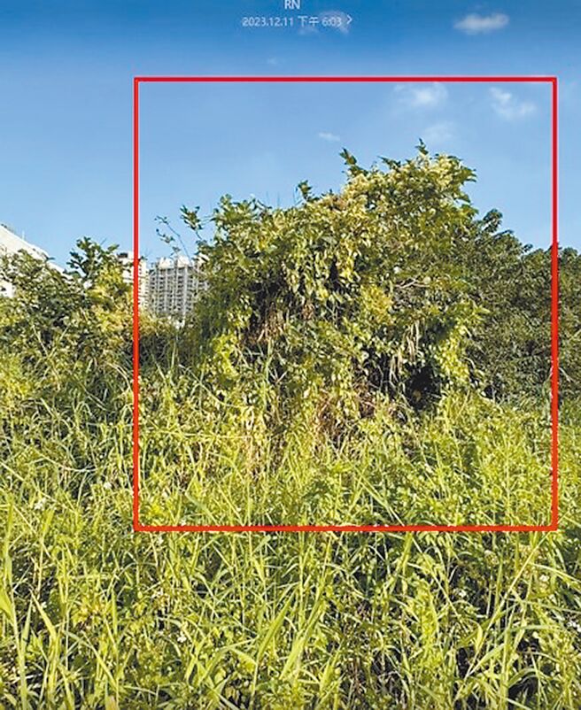 號稱「綠色殺手」的小花蔓澤蘭近日出現新店陽光運動公園周圍，。市議員黃心華接到民眾反映，立刻邀集農業局、高灘處會勘及清除，現已全數清除。（黃心華辦公室提供／高鈞麟新北傳真）