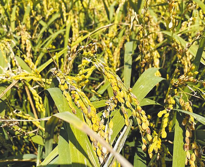 2023年小犬颱风来袭，因正值水稻结穗期， 导致嘉义县二期稻作受灾减产。（嘉义县政府提供／吕妍庭嘉义传真）