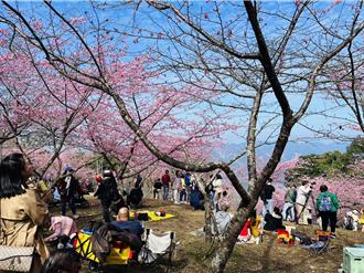 高雄桃源櫻花大爆「花」  賞櫻花不必到日本