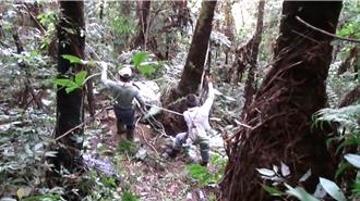 台东2男林地窃取贵重木材 「这原因」露馅被逮