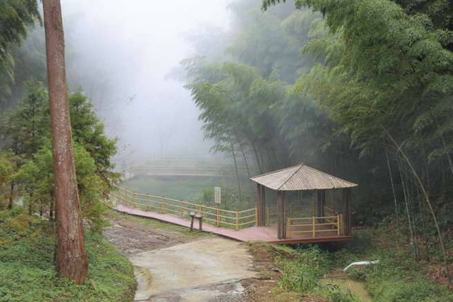 草岭石壁森林疗癒基地有数百公顷竹林。（图／云林县政府、云林县议会提供）


