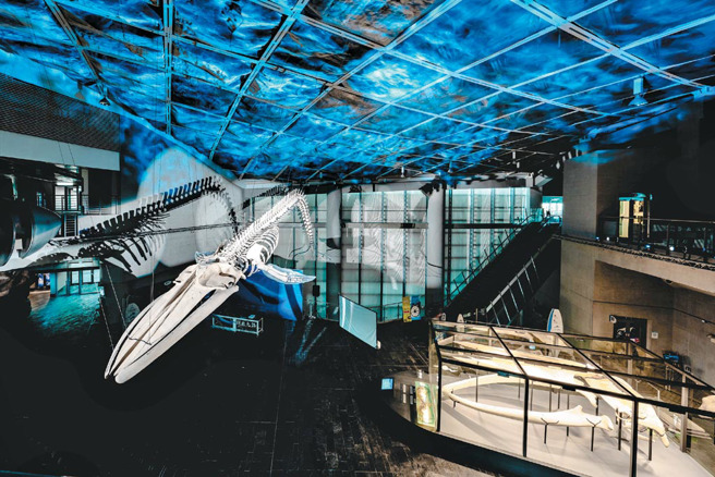 《巨鲸之路》蓝鲸骨骼及头骨展示。（图／屏东海生馆提供）

