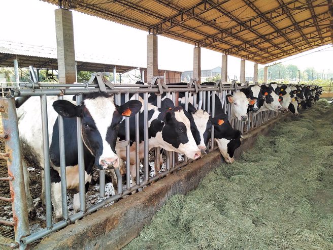 大社酪农专业化契作照养乳牛，让乳牛产出高品质浓醇香鲜奶，其稳定优异品质，使国内知名厂商争先购买供国人品尝。（图／林雅惠）
