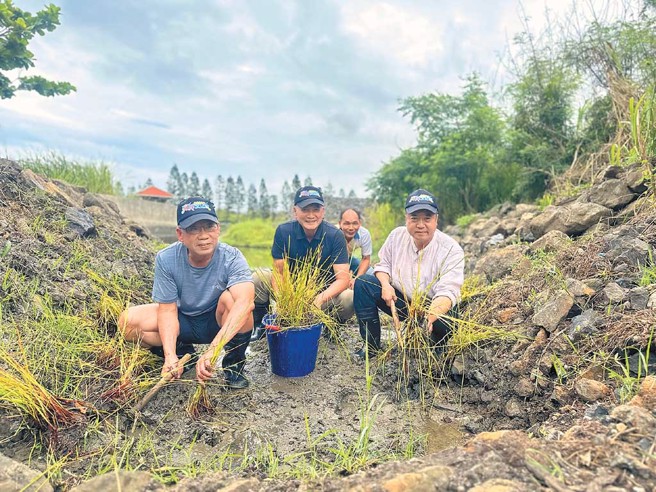 湖西生态园区的荸荠復育。（图／湖西乡公所提供）
