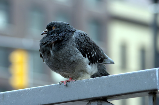 大陆黑龙江哈尔滨的鸽子被游客大量喂食，因此胖成「一颗球」，脖颈处还有超厚「游泳圈」。(示意图/达志影像)