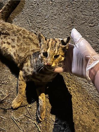 彰化傳今年首件石虎路殺 保育議題再掀關注