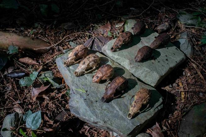 蟲蟲在廢棄蓄水池中找到至少11隻鼬獾、山羌和狗兒的屍體，2.7坪的空間成為動物難以彈脫的水泥墳墓。（圖／Grandis Liou提供）