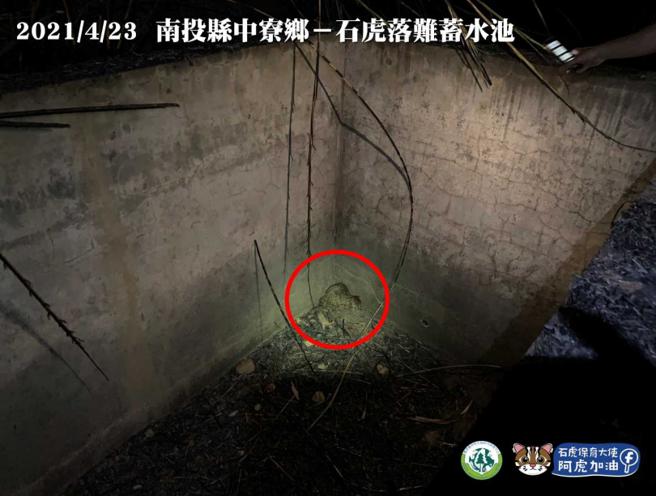 石虎也是废弃蓄水池的受害者之一，近7年间发生至少6起跌落案件，其中仅1只被幸运救起，剩下的石虎都成为水泥坟墓的牺牲者。（图／翻摄石虎保育大使阿虎加油脸书）