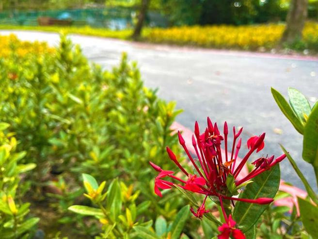 綻放的矮仙丹。　圖：新北市政府水利局／提供