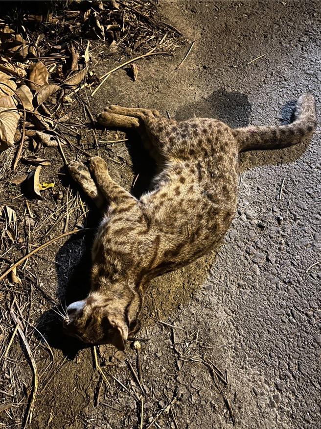 不過當時發現的民眾並不知道是石虎，通報寵物禮儀公司處理才被禮儀社人員辨識出，並主動通報彰化縣政府，並送往農業部生物多樣性研究所進行研究，這也讓彰化石虎保育再掀關注。（尊寵寵物生命事業提供／吳建輝彰化傳真）