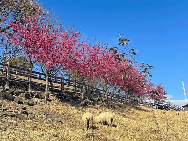 清境农场的绯寒樱盛开了，桃红色樱花林随风摇摆，可爱绵羊在樱花树下大快朵颐。（清境农场提供／杨静茹南投传真）