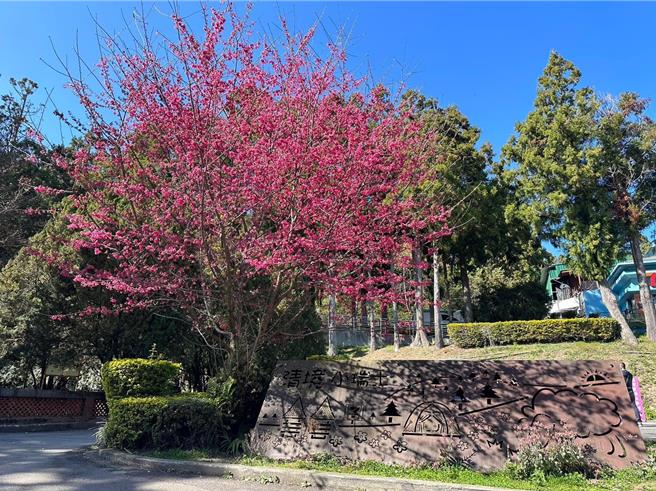 清境农场指出，国民宾馆、青青草原的绯寒樱盛开，富士樱、粉红佳人接力绽放，赏花期到3月。（清境农场提供／杨静茹南投传真）