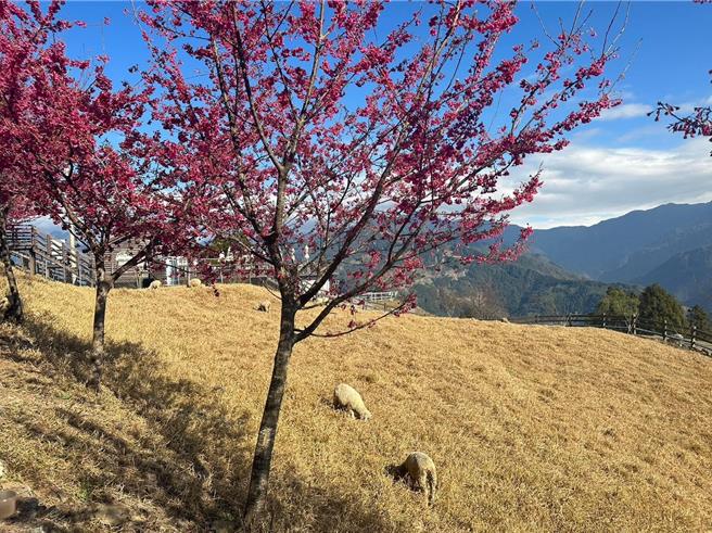 游客说，绵羊在樱花树下低头吃草一起入镜，形成可爱的樱花美景。（清境农场提供／杨静茹南投传真）