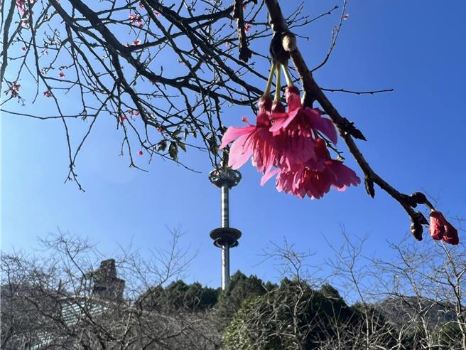 台版樱花最前线预测赏樱胜地九族文化村的八重樱24日花况约5％，2月8日满开。（九族文化村提供／杨静茹南投传真）