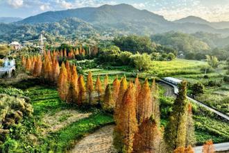 七大秘境美拍！新竹縣落羽松正轉紅 倒映湖面超浪漫
