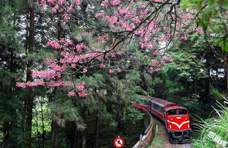全台四大賞櫻景點省錢途逕  還有阿里山獨有玩法報您知！