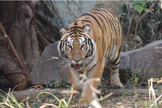 竹市動物園向六福村借展孟加拉虎 年後命名票選