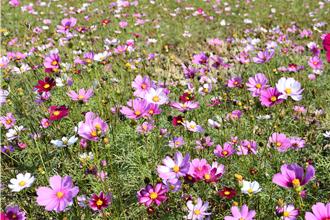 8公頃遼閣花海盛開 2月中旬前到彰化市追花