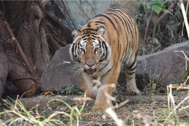 新竹市立動物園向六福村動物園接洽借展1隻孟加拉虎，16日正式加入新竹動物園大家庭。（新竹市政府提供／王惠慧新竹傳真）