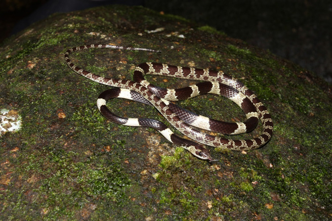 泰国一架从曼谷飞往普吉岛的飞机上竟有蛇出没，吓得乘客从座位上弹起。(示意图/达志影像)