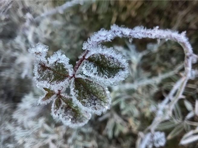玉山塔塔加地區植物邊緣結了一層霧淞，彷彿裹上冰晶，十分美麗。（玉山國家公園提供／楊靜茹南投傳真）