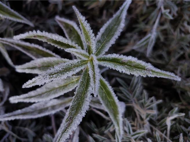 樹葉邊緣結了一層霧淞，彷彿鑲上冰晶，形成冬季奇特美景。（玉山國家公園提供／楊靜茹南投傳真）