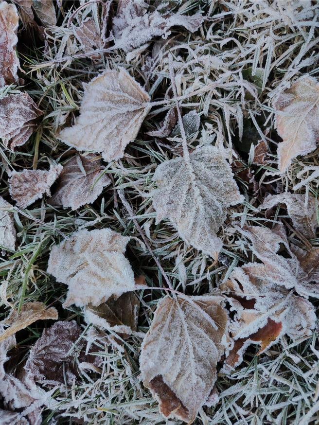片片落葉結上一層白霜，十分夢幻。（玉山國家公園提供／楊靜茹南投傳真）
