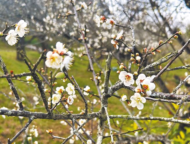 被列為全台10大經典賞梅踩點之一的嘉義縣梅山公園，目前園區內上千株梅花盛開約5成。（呂妍庭攝）
