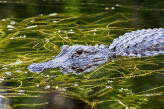 潜水遭鱷鱼掀翻头皮 他靠1物保住脑袋