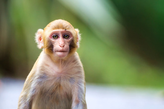 陸「複製猴」3歲了 現況曝光！科學家揭最大問題