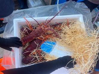 馬祖驚現大量活體龍蝦走私 海巡署督導失靈遭糾正