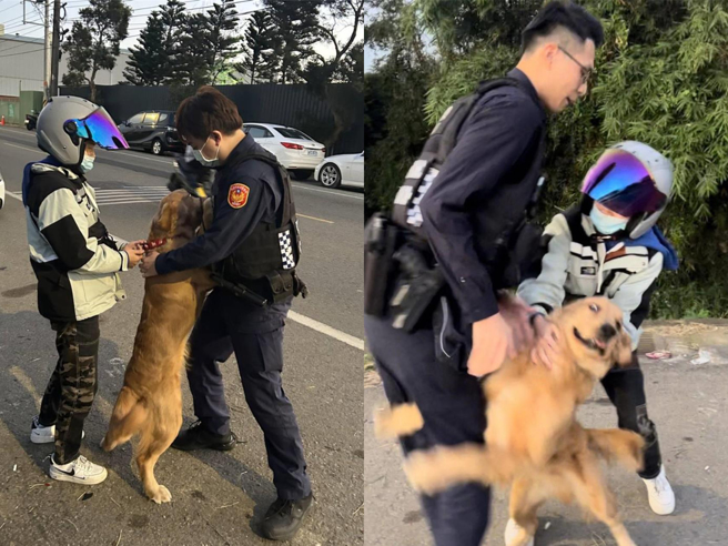 桃园大园一只7月大黄金猎犬16日走失，在街头迷途，看见员警立刻「抱警处理」。（翻摄照片／蔡明亘桃园传真）