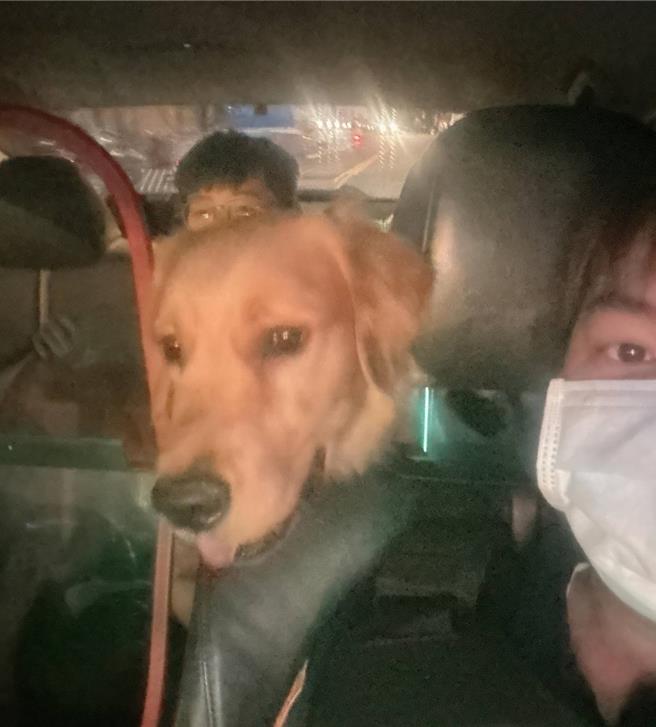 桃园大园一只7月大黄金猎犬16日走失，员警帮忙狗狗顺利找到饲主。（翻摄照片／蔡明亘桃园传真）