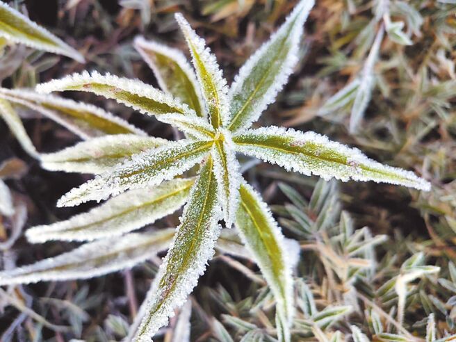 台灣高山16日清晨受東北季風及輻射冷卻影響，玉山塔塔加地區植物葉片邊緣結了一層霜，彷彿裹上冰晶，十分夢幻美麗。（玉山國家公園提供／楊靜茹南投傳真）