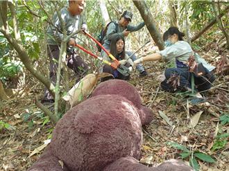 林保署台灣黑熊救傷演練  巨無霸熊麻豆萌力爆表