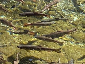 從200尾到1萬5000尾 保育國寶魚櫻花鉤吻鮭是這樣拚