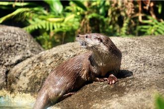 金門瀕危歐亞水獺具遺傳特性 專家：不宜引進其他族群個體