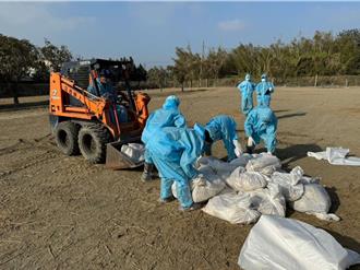 雲林肉鵝場確診H5N1禽流感 1477隻肉鵝遭撲殺
