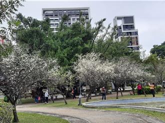 北市荣星花园公园梅花正盛 公园处邀民眾「梅」开眼笑
