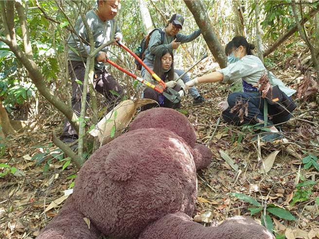 林保署南投分署模擬台灣黑熊誤中陷阱受傷的救傷演練，接獲通報人員以麻醉槍讓黑熊昏迷後，破壞剪拆除陷阱套索展開救援。（林保署南投分署提供／楊靜茹南投傳真）