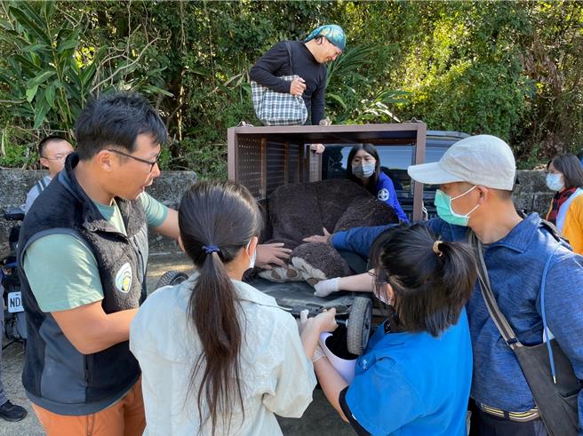 專家指導受傷並且麻醉後的台灣黑熊抬上運輸籠後，應該以復甦姿勢放置台灣黑熊。（林保署南投分署提供／楊靜茹南投傳真）