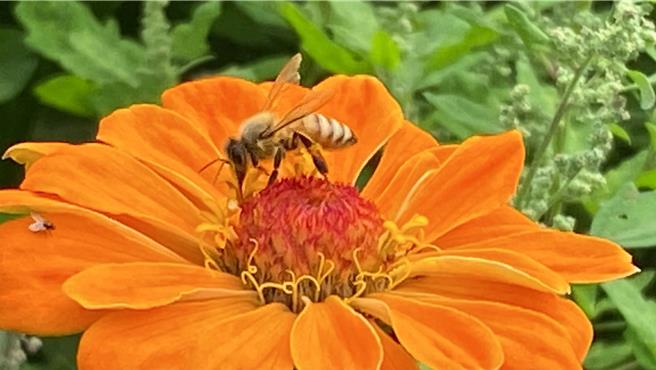 彰化縣養蜂產業主要集中在八卦山脈，擁有無汙染、水質清澈的天然養蜂環境。（孫英哲攝）