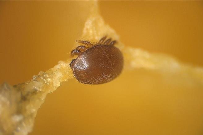 彰化縣政府農業處指出，蜂蟹蟎是蜜蜂體外寄生蟎，危害蜂群極大。（苗栗農改場提供／孫英哲彰化傳真）