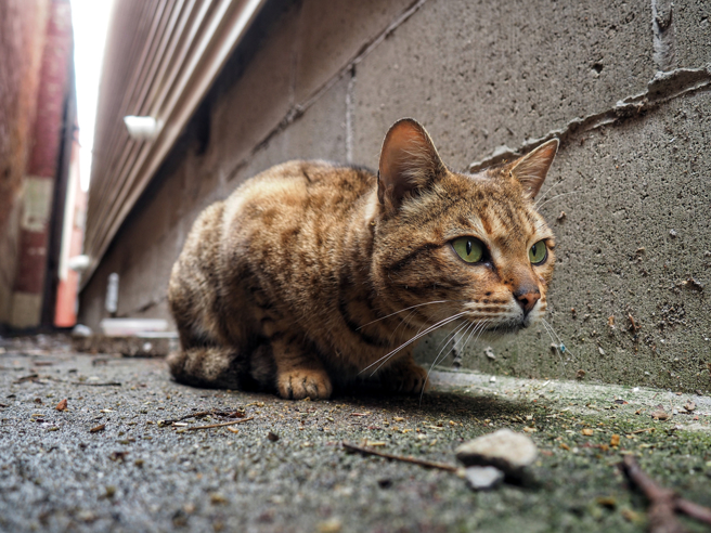 大陆四川有一只流浪猫闯入饮料店，遭店员用拖把弄死。（示意图：shutterstock／达志）