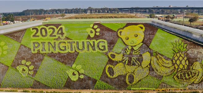 2024屏東熱帶農業博覽會將於2月3日至3月3日登場，當中以萌翻大人小孩的彩稻「精典泰迪熊」終於近日種出來了。（屏縣府提供／謝佳潾屏東傳真）