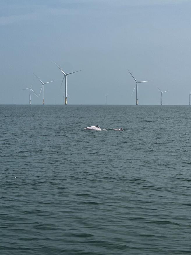 透過漁民對白海豚保育的協助，應能促進漁業資源的永續（圖片來源：海洋保育署提供）